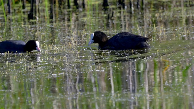 鸟儿——两只白骨顶(Fulica atra)在初夏的清晨快速地游在湖面上。视频素材