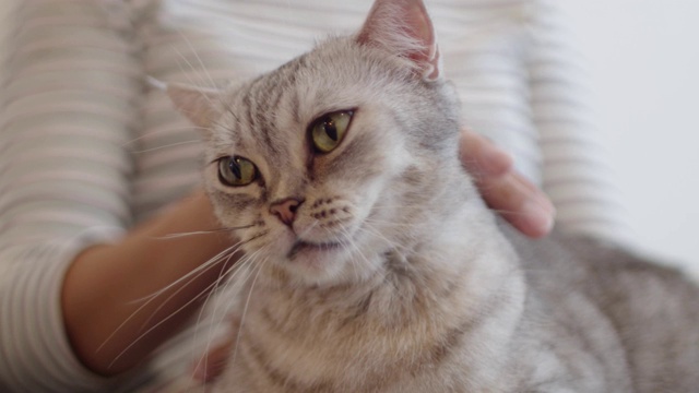 女人的手抚摸着一只可爱的猫。一只可爱的猫喜欢被主人宠爱。视频素材