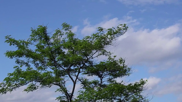 在夏天的微风中，树枝上长着绿叶。云在浅蓝色的天空。视频素材