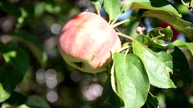 苹果园里挂在树枝上的有机苹果视频素材