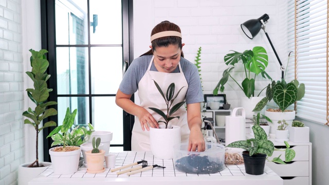 迷人的年轻亚洲女人照顾家庭盆栽靠近窗户，园艺在家里的概念视频素材