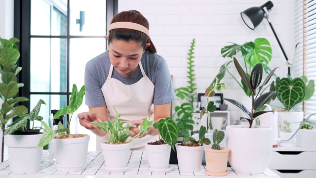 年轻的亚洲女园丁穿着休闲服，在白色的木桌上照料和喷射家庭花盆，家庭花园的概念和有很多植物的时尚室内视频素材