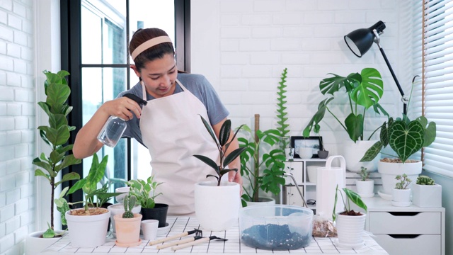 迷人的年轻亚洲女人照顾家庭盆栽靠近窗户，园艺在家里的概念视频素材