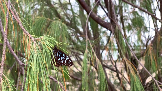 蓝色虎蝴蝶视频素材