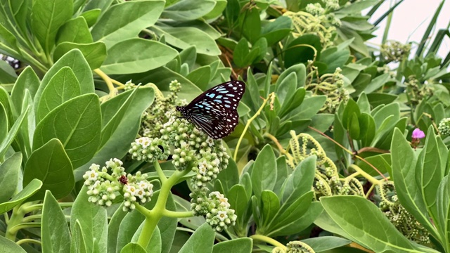 蓝色虎蝴蝶视频素材