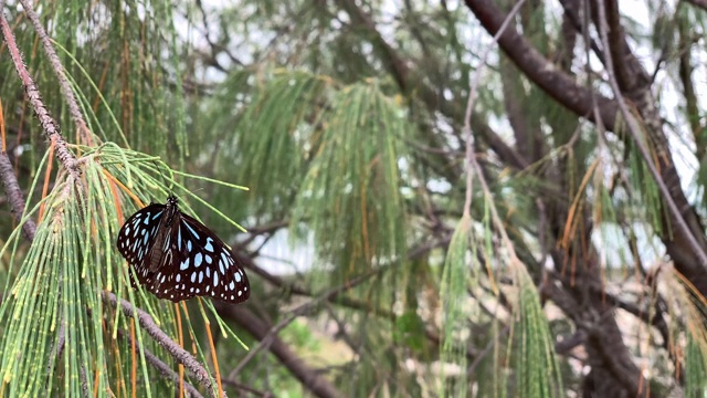 蓝色虎蝴蝶视频素材