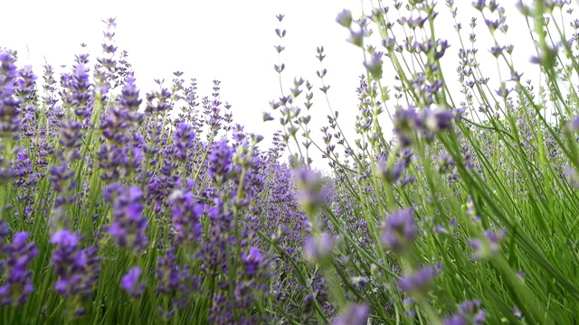 近距离观看紫色盛开的薰衣草花在阳光田野视频素材