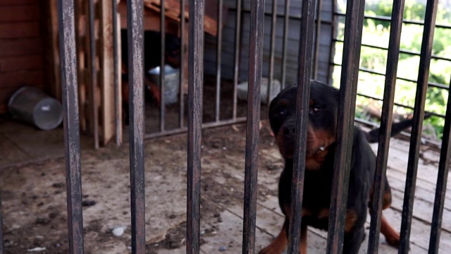 罗威纳犬关在铁窗后面视频素材