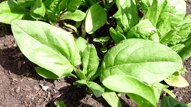 有机园艺，在蔬菜园里种植菠菜，种植有机植物视频素材