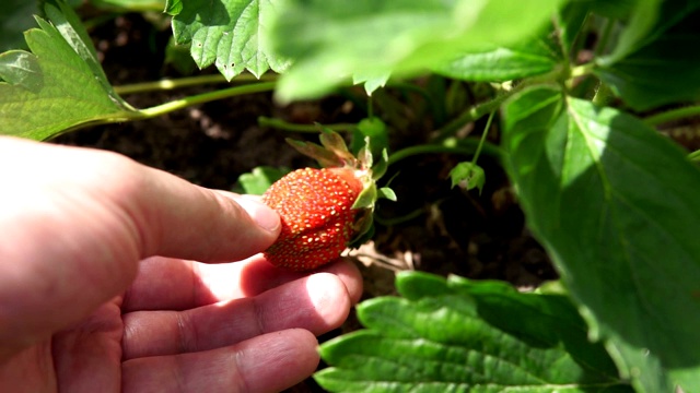 在花园里生长的草莓。熟果和叶面草莓的选择焦点视频素材