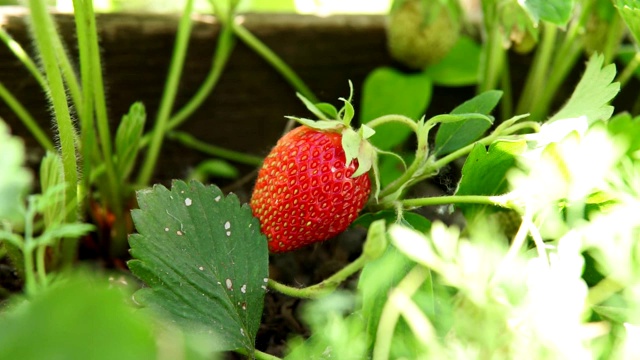 水果农场的草莓田。新鲜成熟的有机草莓床上采摘自己的浆果种植园。视频素材