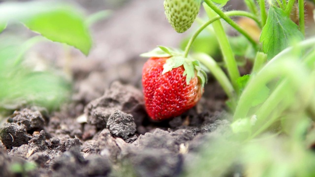 在花园里生长的草莓。熟果和叶面草莓的选择焦点视频素材