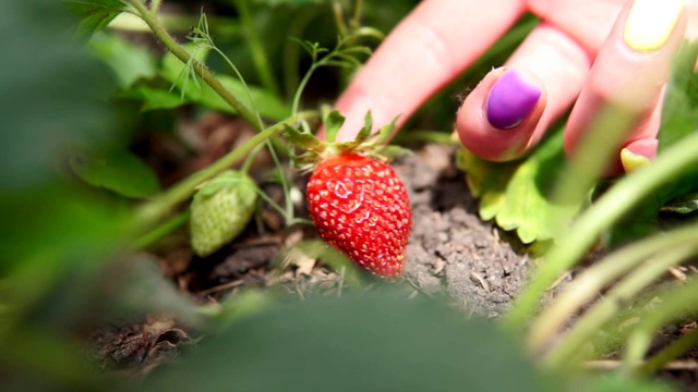 一种甜的、新鲜的、开放的、生长在土壤外面的红色草莓。收获视频素材