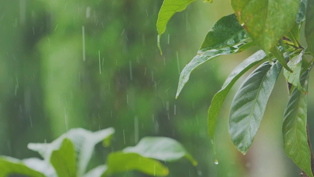 在大自然中，水滴落在绿叶上视频下载