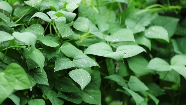 雨滴落在绿叶上视频素材