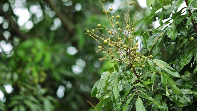 雨落在绿龙眼上视频素材