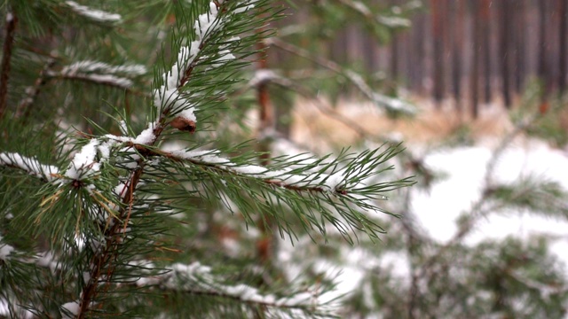 云杉的树枝在冬天的雪下微微移动视频素材