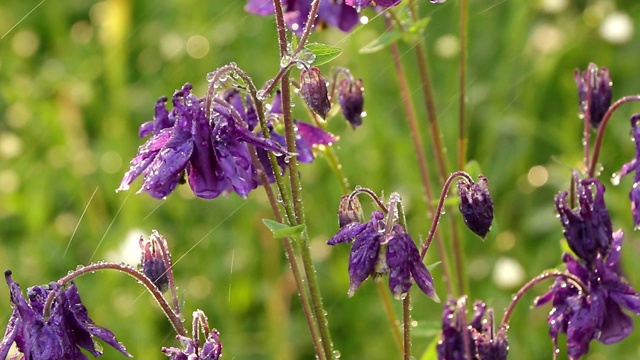 在夏雨霏霏的花园里，粉红色的水仙花带着点点滴滴和散花，成为美丽的自然背景。在花园中抽象的自然背景，以软焦点，视频素材