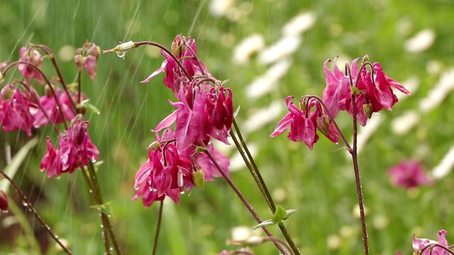 在夏雨霏霏的花园里，粉红色的水仙花带着点点滴滴和散花，成为美丽的自然背景。在花园中抽象的自然背景，以软焦点，视频素材