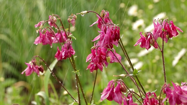 在夏雨霏霏的花园里，粉红色的水仙花带着点点滴滴和散花，成为美丽的自然背景。在花园中抽象的自然背景，以软焦点，视频素材