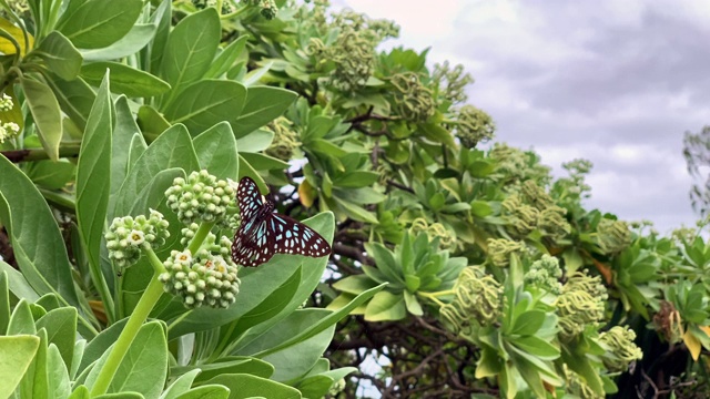 蓝色虎蝴蝶视频素材