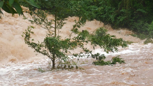 一棵小树在泥泞的暴雨中泛滥视频素材