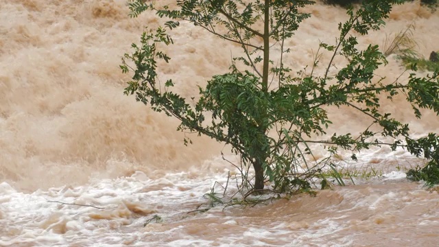 一棵小树在泥泞的暴雨中泛滥视频素材