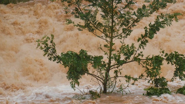 一棵小树在泥泞的暴雨中泛滥视频素材