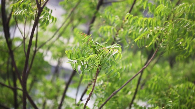 印楝树的叶子在风中摇曳或缓慢地飘动视频素材