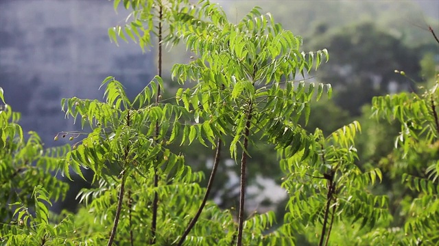 印楝树的叶子在风中摇曳或缓慢地飘动视频素材