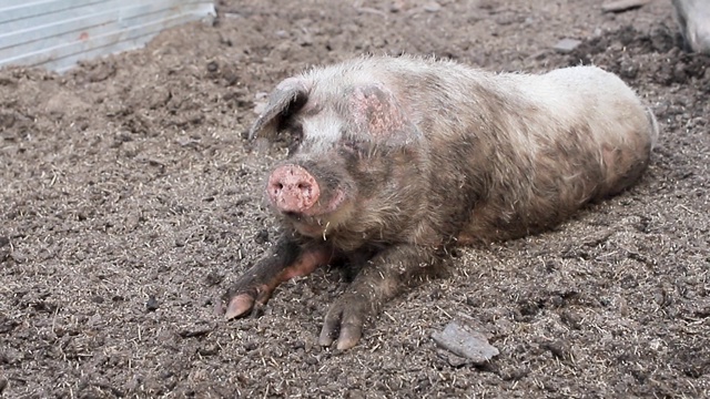 野猪躺在泥里。饲养牲畜视频素材