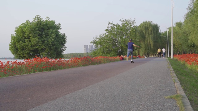 罂粟花田视频素材