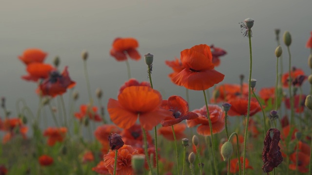 罂粟花田视频素材