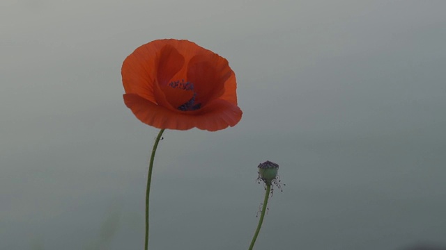 罂粟花田视频素材