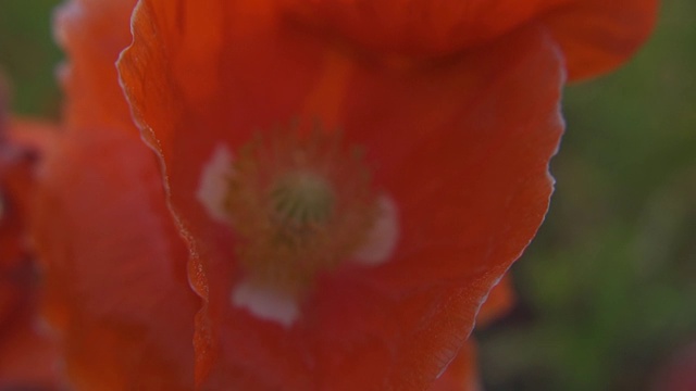 罂粟花田视频素材