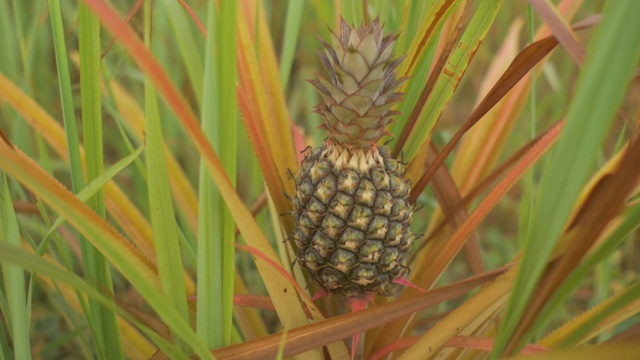 绿色花园里的小菠萝视频素材