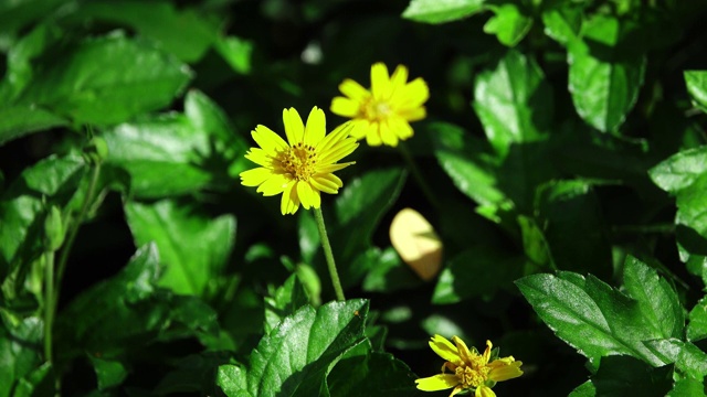 黄花蝴蝶视频素材