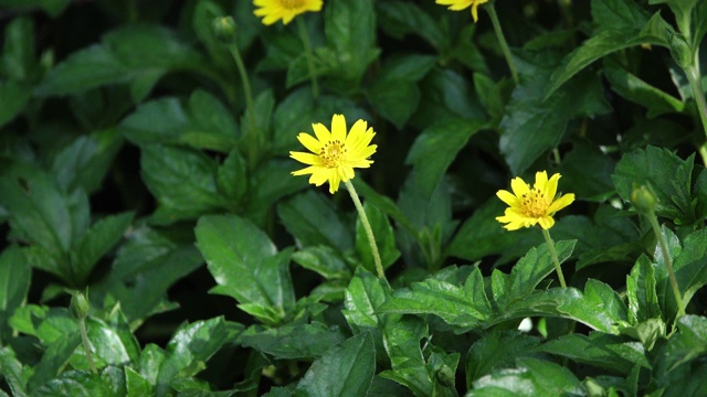 黄花蝴蝶视频素材