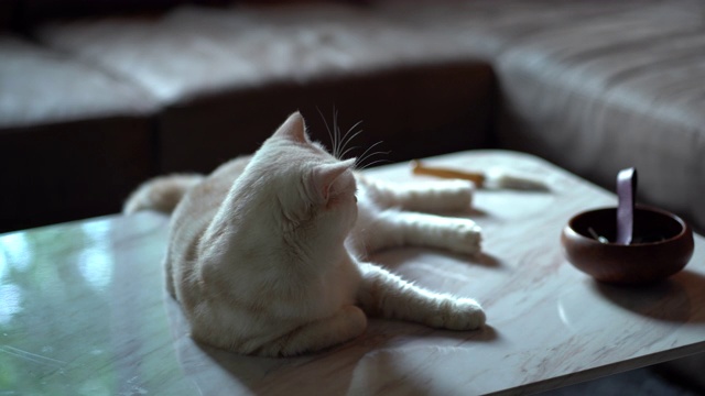 男人用手梳猫毛视频素材