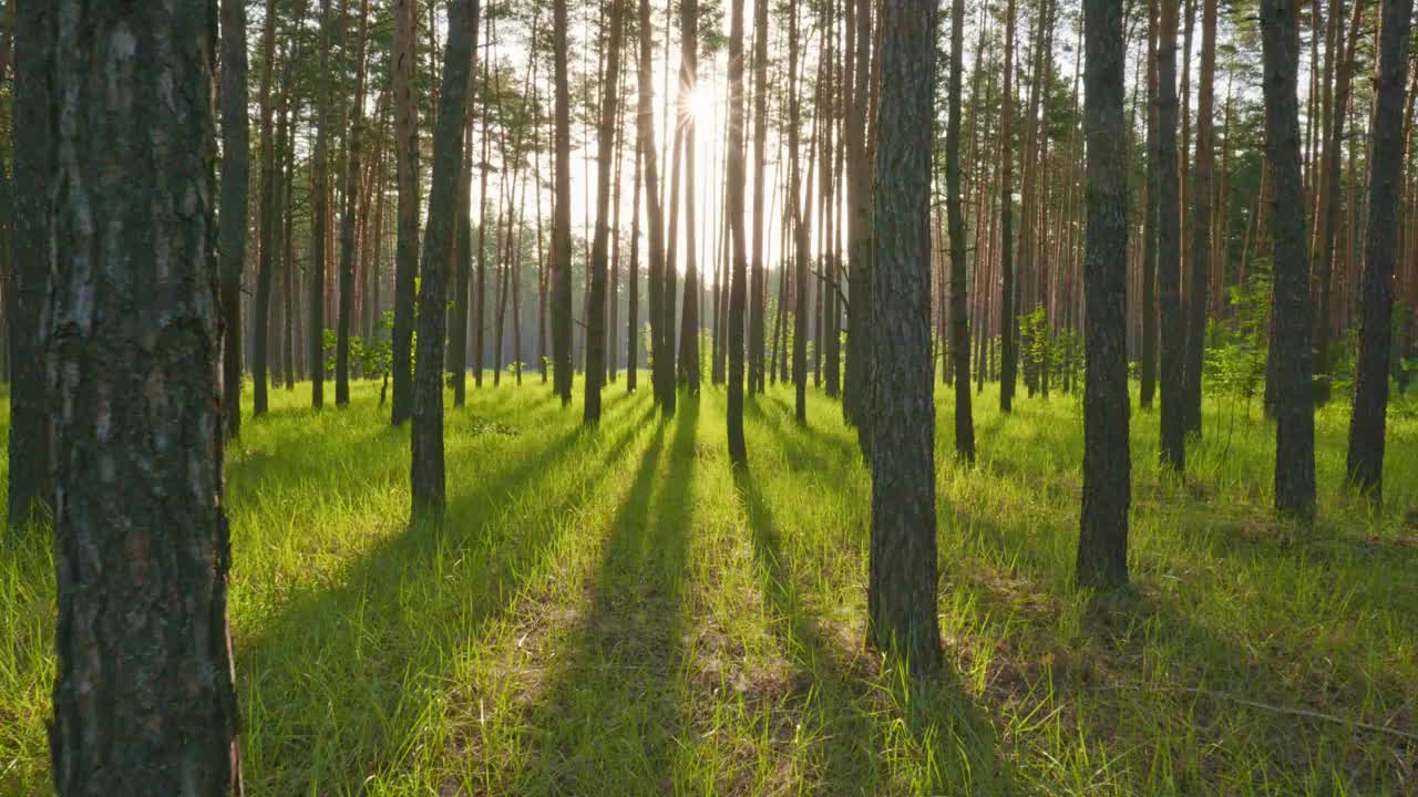 在晨曦中漫步穿过阳光明媚的森林。阳光穿过树干照射进来。夏天概念,4 k视频素材