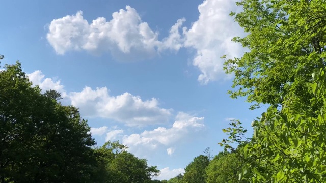 时间流逝的视频树在风和云吹伯特利附近，缅因州美国在夏天视频素材