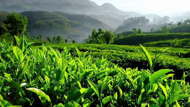 印度喀拉拉邦穆纳尔茶树上的年轻绿茶叶子视频素材