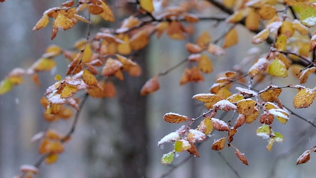 雪花缓缓地飘落在五彩缤纷的秋叶上视频素材