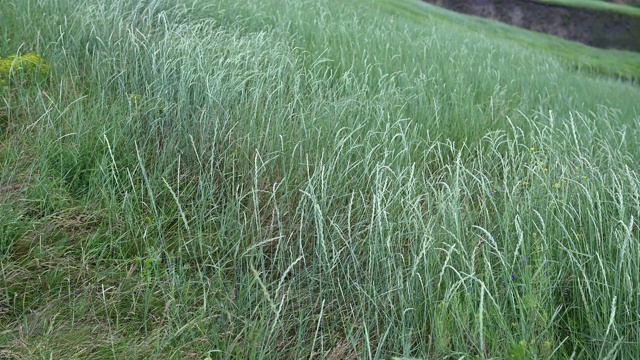 绿草如茵，映衬着高山视频素材