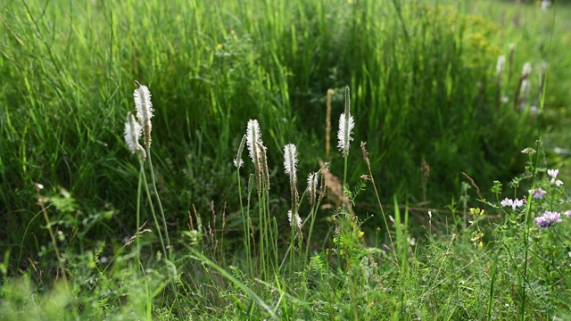 绿草如茵，映衬着高山视频素材