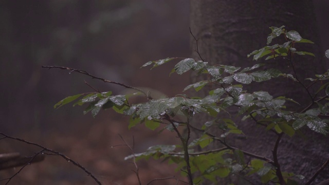 雨中的小树视频下载