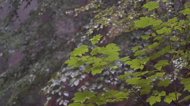 枝叶雨近观视频素材