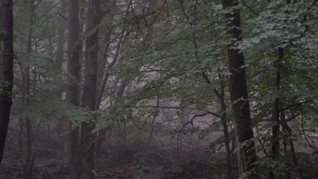 森林期间有雨，有雾，大气有雾视频素材