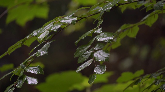 在雨天有风的树枝上有叶子视频素材