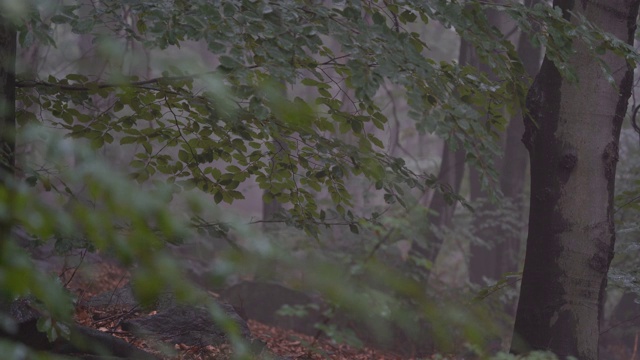 树在雨天，树枝视频下载